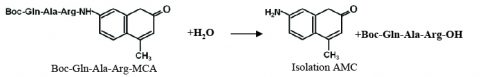Hydrolysis of trypsin methylcoumarin-amide (MCA) to form isolated 7-amido-4-methylcoumarin (AMC)