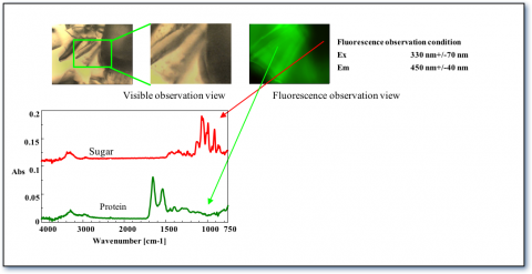 Fluorescence observation mode is very useful for fluorescent samples.