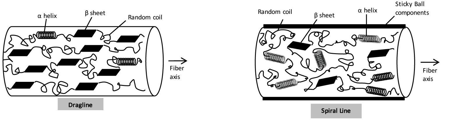 Microscopic Analysis Of The Orientation And Secondary Structure Of Spider Silk Using Polarized 