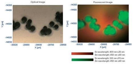 Fluorescence of polymer beads at different wavelengths. 