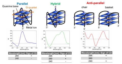 Types of G4 tertiary structures and their CD spectra.