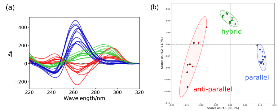  Creation of a PCA score plot. (a) Reference spectra. Blue, green, and red colored spectra indicate parallel, hybrid, and anti-parallel respectively. (b) PCA score plot. The ellipses indicate the 95% confidence limits of each structure.