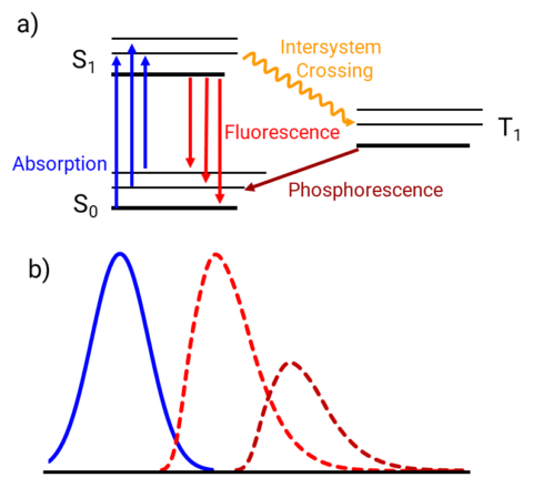 a) A Jablonski diagram depicting processes of absorption, fluorescence, intersystem crossing, and phosphorescence. b) spectra corresponding to absorption (solid blue), fluorescence (dashed red) and phosphorescence (dashed burgundy). 